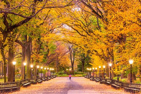 The Power of Trees: Harnessing Tree Magic in NYC